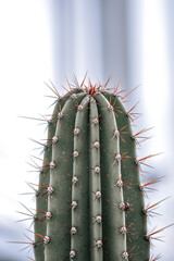 Poster - Oblong cactus with spines in the blurred background