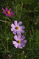 Wall Mural - Cosmos flower (Cosmos Bipinnatus) with blurred background