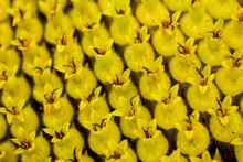 Closeup Of The Seeds In Sunflower. Abstract Pattern