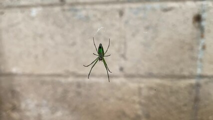 Spider on the net with wall background