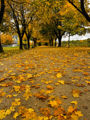 Canvas Print - VERTICAL: Empty avenue is covered in golden fallen leaves at the peak of autumn.