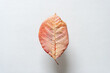 red autumn leaf isolated on gray