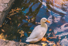Closeup Shot Of A White Duck In The Pond With Fallen Leaves