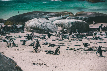 Sticker - Group of cute penguins during the daytime in Cape Town