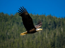 Bald Eagle (Haliaeetus Leucocephalus) In Flight Above Fish Creek In Juneau Alaska's Inside Passage