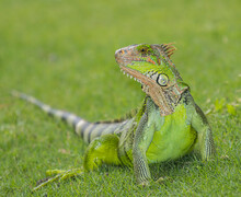Green Iguana (Iguana Iguana) On The Grass.