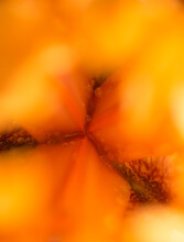 Abstract Orange Iris Flower Macro