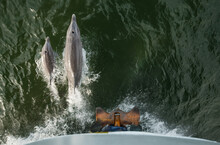 A Pair Of Bottlenose Dolphins Bow-ride The National Geographic Sea Lion