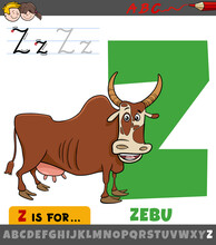 Letter Z From Alphabet With Cartoon Zebu Animal Character