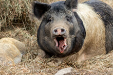 Domestic Pig Lying On Dry Grass And Yawning