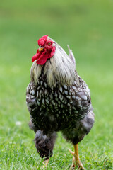 Poster - Wyandotte hen in a green farmland