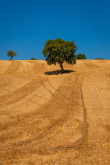 Poster - Marche paesaggio estivo