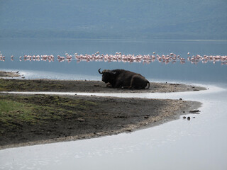 Wall Mural - African buffalo resting near water.