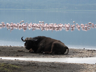 Wall Mural - African buffalo resting near water.