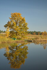 Wall Mural - Lake and yellow trees in sunny autumn day, Varme, Latvia.