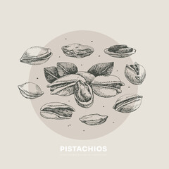 Hand-drawn pistachio nuts. Tropical fetus, open and whole. Organic food concept. It can be used as a decoration element for markets, menus, and packaging. Vintage botanical illustrations.