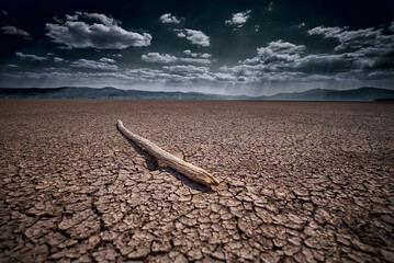 Sticker - Close up shot of a piece of wood on the dry ground under a beautiful cloudy sky