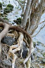 Entwined Tree Roots Free Stock Photo - Public Domain Pictures