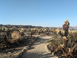 Joshua Tree National Park in California, United States. Trees and rocks on the dessert