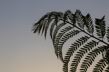 Poster - Plant shadow on the sunset colorful sky