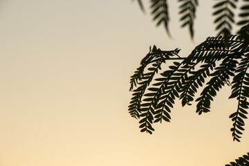 Poster - Plant shadow on the sunset colorful sky