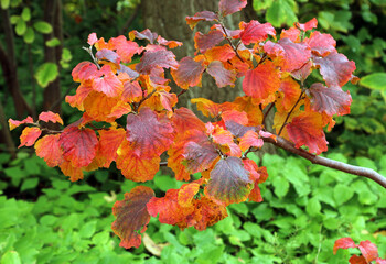 Large witch alder or mountain witch alder (Fothergilla major) with red and orange leaves in the autumn botanical garden.