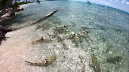 Wall Mural - Shark feeding frenzy in French Polynesia. People feed blacktip reef sharks with fish leftovers. Many sharks on travel vacation destination. Rangiroa atoll Tahiti. SLOW MOTION