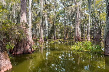 Wall Mural - Mossy cypress trees in the swamp lake. Traditional Louisiana landscape. Lake Martin, USA