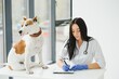© Serhii - Female vet on Animal clinic with veterinarian, Healing pet