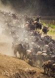 Fototapeta Zwierzęta - Blue Wildebeest crossing the Mara River during the annual migration in Kenya