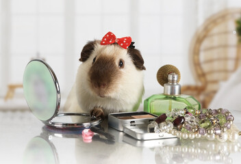 Wall Mural - Likable rat with a cap on her head at the makeup table