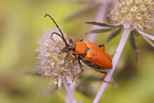 Colorful Closeup Of A Red-brown Longhorn Beetle, Corymbia Rubra,