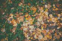 Vinca Minor Among Yellow Fallen Leaves