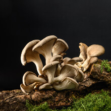 A Group Of Mushrooms On The Bark Of A Tree. Oyster Mushrooms (Veshenki). Moss And Grass From Below. Black Background.
