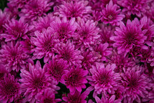 Autumn Chrysanthemums Blooming On Bushes In The Garden, Plant Background