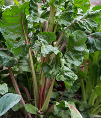 Poster - colorful chard plant in the organic garden