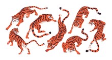 Bengal Tigers Set. Wild Striped Asian And African Animals In Motion, Crouching And Crawling On Paws. Chinese Angry Feline Roaring. Colored Flat Vector Illustration Isolated On White Background