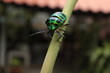 green jewel beetle