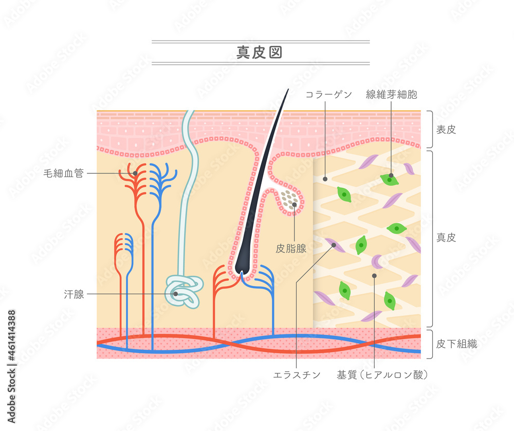 真皮の構造を示すイラスト。日本語表記。 の Stock ベクター | Adobe Stock