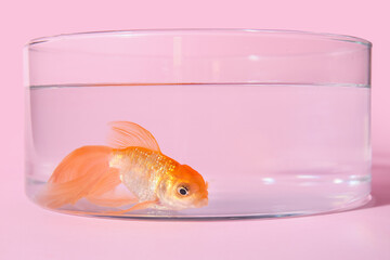 Poster - Beautiful gold fish in bowl on color background