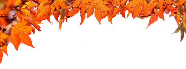 Wall Mural - red  autumnal  leaf of maple tree on white background