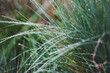 native Australian poa grass with raindrops in beautiful tropical backyard