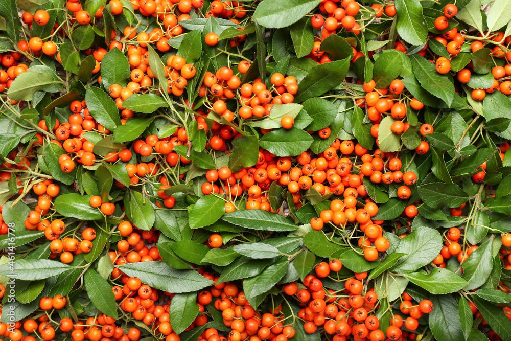Ripe rowan berries and leaves as background, closeup