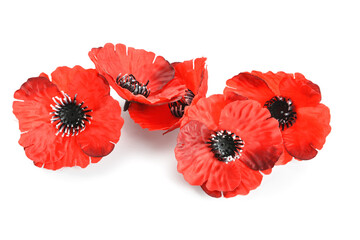 Remembrance Day in Canada. Red poppy flowers on white background