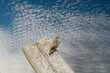 © Dasya - Dasya - House Sparrow seen from behind, head turned towards the camera. The bird sits on a wooden plank with a blue sky and white sheep clouds in the background. Copy space, selective focus, blur