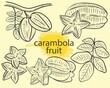 Fruit carambola whole, on a branch with leaves and pieces of stars sketch. Hand engraved exotic tropical fruit star carambolla set. Vintage vector illustration.