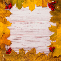 Autumn background. Yellow maple leaves and red rowan berries on wooden white background