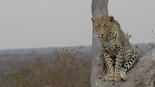 Engaging Footage Of A Leopard Perched On A Tree Stump, Looking At The Camera With Copy Space To The Left, Then Walks Down The Tree Stump.