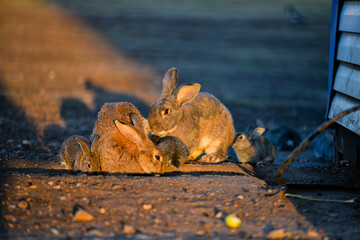 Wall Mural - rabbit, bunny, animal, mammal, wild, hare, grass, fur, ears, brown, nature, wildlife, easter, baby, cottontail, rabbits, animals, rodent, cute, field, spring, hunting, pet, mammals, sitting