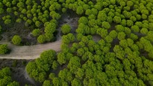Stone Pine Treetops Of Cartaya Pine Forest With Countryside Earth Road In El Rompido City On Sunset, Andalusia, Spain, - Aerial From Above With Pitch Up
